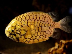 Poisson pomme de pin