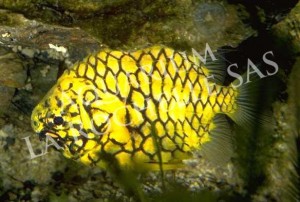 Poisson pomme de pin