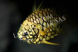 Poisson pomme de pin