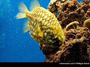Poisson pomme de pin