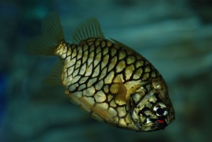 Poisson pomme de pin