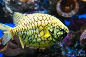 Poisson pomme de pin