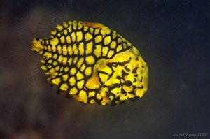 Poisson pomme de pin