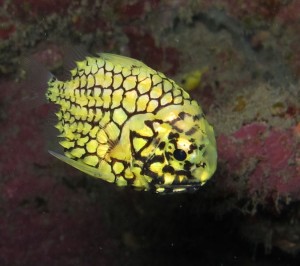 Poisson pomme de pin