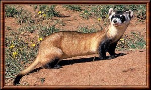 Putois des steppes