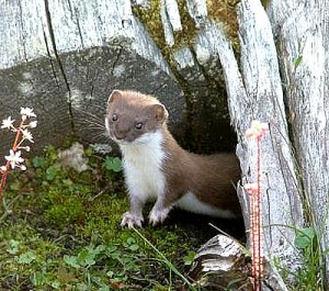 Putois des steppes