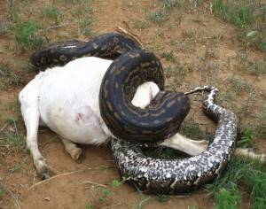 Python de Seba