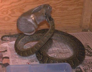 Python de Seba