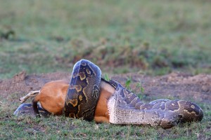 Python de Seba