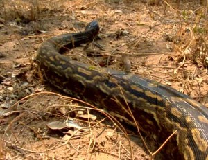 Python de Seba