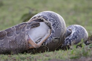 Python de Seba