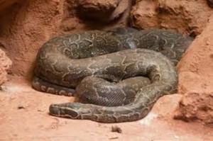 Python de Seba