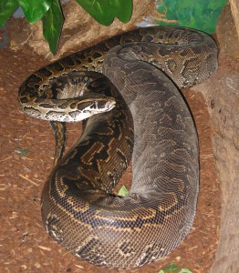 Python de Seba