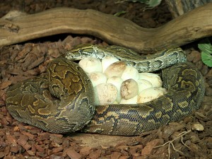 Python de Seba