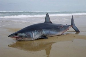 Requin mako