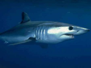 Requin mako