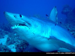 Requin mako