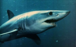 Requin mako