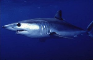 Requin mako