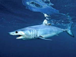 Requin mako