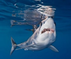 Requin mako
