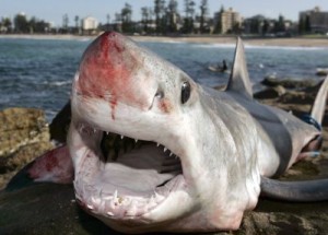 Requin mako