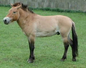 Cheval de Przewalski