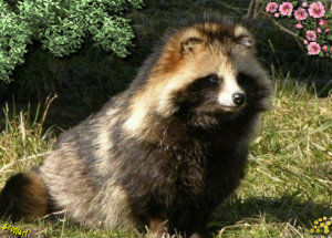 Chien viverrin