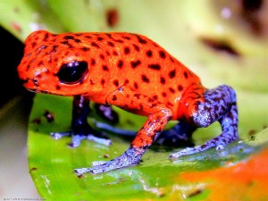 Dendrobate fraise