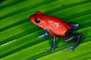 Dendrobate fraise