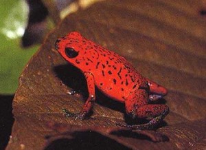 Dendrobate fraise