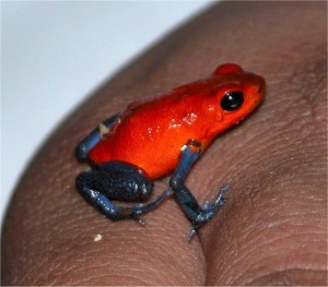 Dendrobate fraise