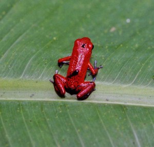Dendrobate fraise