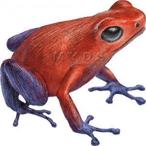 Dendrobate fraise