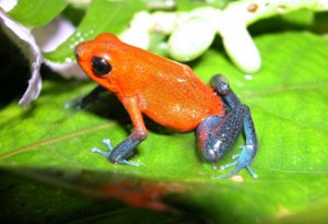 Dendrobate fraise