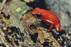 Dendrobate fraise
