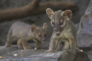 Fossa