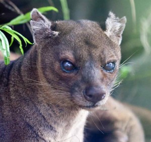 Fossa