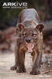 Fossa