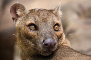 Fossa