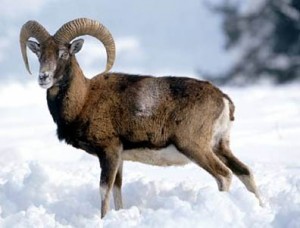 Mouflon