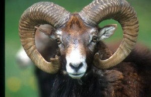 Mouflon