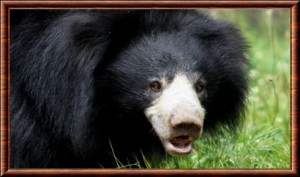 Ours lippu