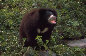 Ours lippu