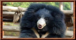 Ours lippu