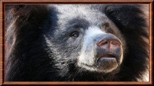 Ours lippu