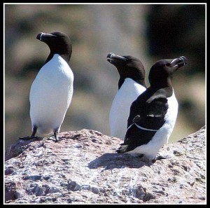 Petit pingouin