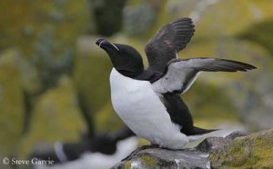 Petit pingouin