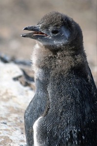 Petit pingouin