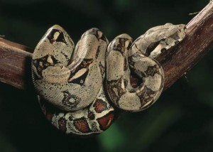 Boa constricteur